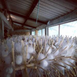 Cocoon Farm Cocoon Farm