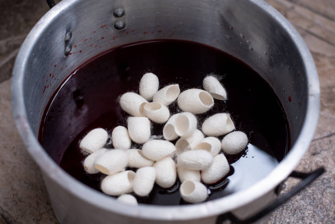 Cocoons-In-Dye-Pot-scaled.jpg