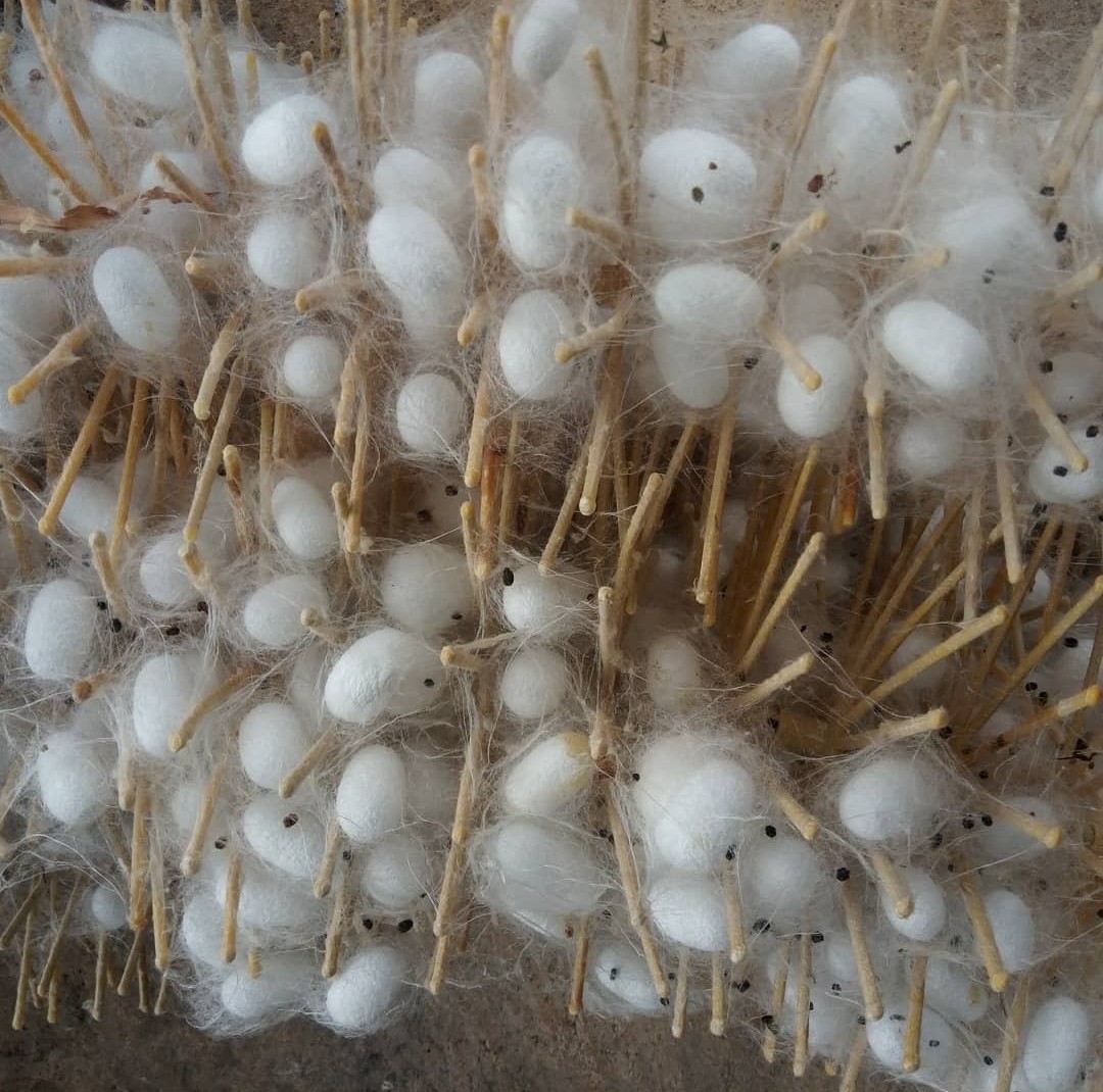 Cocoons.jpg